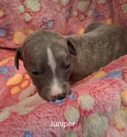 Juniper , a female Whippet for sale in Ypsilanti, MI – Photo 8 of 8
