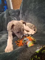 Juniper , a female Whippet for sale in Ypsilanti, MI – Photo 5 of 10
