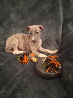 Juniper , a female Whippet for sale in Ypsilanti, MI – Photo 3 of 10