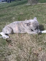 Juniper , a female Whippet for sale in Ypsilanti, MI – Photo 7 of 10