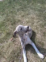Juniper , a female Whippet for sale in Ypsilanti, MI – Photo 6 of 10