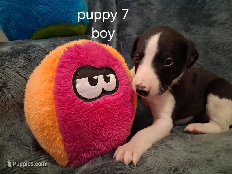 puppy 7 – Whippet puppy for sale in Ypsilanti, MI