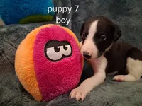 puppy 7, a male Whippet for sale in Ypsilanti, MI – 1 of 4