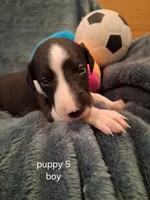 puppy 5, a male Whippet for sale in Ypsilanti, MI – 1 of 5