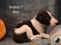 puppy 7, a male Whippet for sale in Ypsilanti, MI – 3 of 4