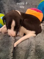 puppy 5, a male Whippet for sale in Ypsilanti, MI – 3 of 5