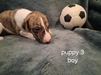 puppy 3, a male Whippet for sale in Ypsilanti, MI – 3 of 4