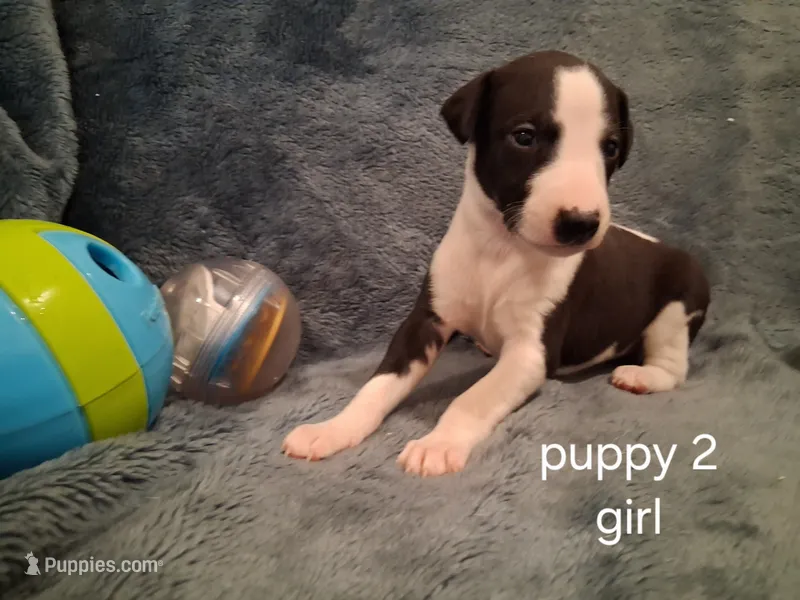 puppy 2 – Whippet puppy for sale in Ypsilanti, MI