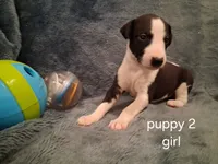 puppy 2, a female Whippet for sale in Ypsilanti, MI – 1 of 4