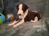 puppy 2, a female Whippet for sale in Ypsilanti, MI – 3 of 4