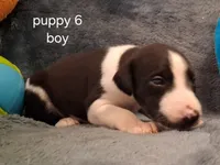 puppy 6, a male Whippet for sale in Ypsilanti, MI – 3 of 5