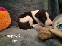 puppy 7, a male Whippet for sale in Ypsilanti, MI – 4 of 4