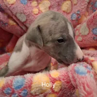 Holly , a female Whippet for sale in Ypsilanti, MI – Photo 1 of 7