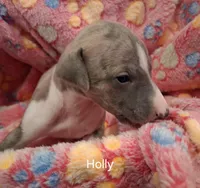 Holly , a female Whippet for sale in Ypsilanti, MI – Photo 1 of 7