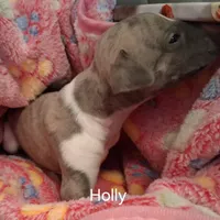 Holly , a female Whippet for sale in Ypsilanti, MI – Photo 2 of 7