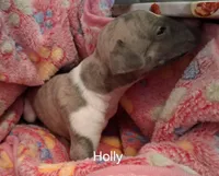 Holly , a female Whippet for sale in Ypsilanti, MI – Photo 2 of 7