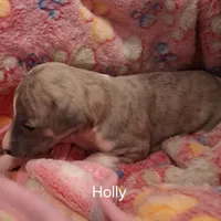 Holly , a female Whippet for sale in Ypsilanti, MI – Photo 5 of 7