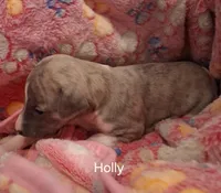 Holly , a female Whippet for sale in Ypsilanti, MI – Photo 5 of 7