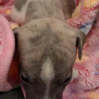 Holly , a female Whippet for sale in Ypsilanti, MI – Photo 3 of 7