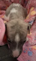 Holly , a female Whippet for sale in Ypsilanti, MI – Photo 3 of 7