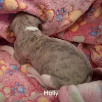 Holly , a female Whippet for sale in Ypsilanti, MI – Photo 7 of 7