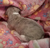 Holly , a female Whippet for sale in Ypsilanti, MI – Photo 7 of 7