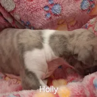 Holly , a female Whippet for sale in Ypsilanti, MI – Photo 6 of 7