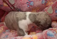 Holly , a female Whippet for sale in Ypsilanti, MI – Photo 6 of 7