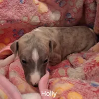 Holly , a female Whippet for sale in Ypsilanti, MI – Photo 4 of 7