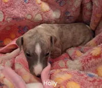Holly , a female Whippet for sale in Ypsilanti, MI – Photo 4 of 7