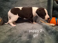 puppy 2, a female Whippet for sale in Ypsilanti, MI – 4 of 4