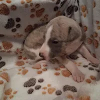 Cedar , a male Whippet for sale in Ypsilanti, MI – Photo 4 of 7