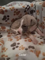 Cedar , a male Whippet for sale in Ypsilanti, MI – Photo 4 of 7