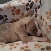 Cedar , a male Whippet for sale in Ypsilanti, MI – Photo 7 of 7