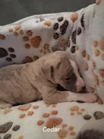 Cedar , a male Whippet for sale in Ypsilanti, MI – Photo 7 of 7