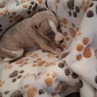 Cedar , a male Whippet for sale in Ypsilanti, MI – Photo 6 of 7