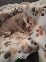 Cedar , a male Whippet for sale in Ypsilanti, MI – Photo 6 of 7