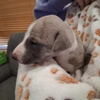 Cedar , a male Whippet for sale in Ypsilanti, MI – Photo 2 of 7