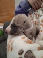 Cedar , a male Whippet for sale in Ypsilanti, MI – Photo 2 of 7