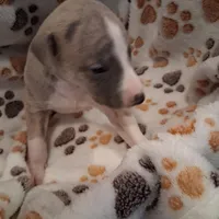 Cedar , a male Whippet for sale in Ypsilanti, MI – Photo 3 of 7