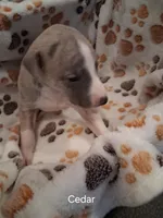 Cedar , a male Whippet for sale in Ypsilanti, MI – Photo 3 of 7