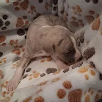 Cedar , a male Whippet for sale in Ypsilanti, MI – Photo 5 of 7