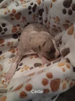Cedar , a male Whippet for sale in Ypsilanti, MI – Photo 5 of 7