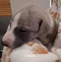 Cedar , a male Whippet for sale in Ypsilanti, MI – Photo 1 of 7