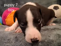 puppy 7, a male Whippet for sale in Ypsilanti, MI – 2 of 4