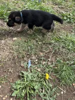 Blue, a male German Shepherd Dog for sale in Saint Paul, IN – Photo 3 of 3