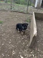 Blue, a male German Shepherd Dog for sale in Saint Paul, IN – Photo 2 of 3