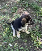 Female no collar, a female German Shepherd Dog for sale in Saint Paul, IN – 3 of 3
