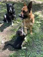 Female no collar, a female German Shepherd Dog for sale in Saint Paul, IN – 2 of 3