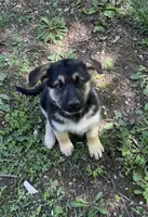 Female no collar, a female German Shepherd Dog for sale in Saint Paul, IN – 1 of 3